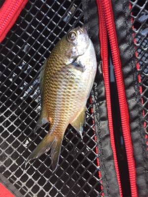 サビキ  コッパグレ  イワシ