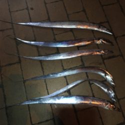 雨後のタチウオ