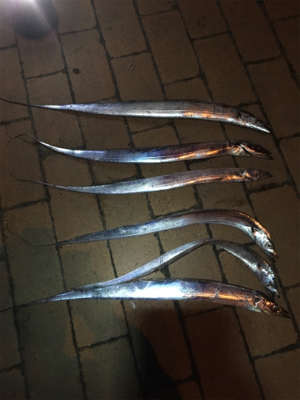 雨後のタチウオ