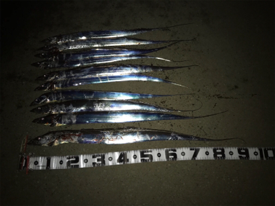 今日は、ワインドＤＡＹ