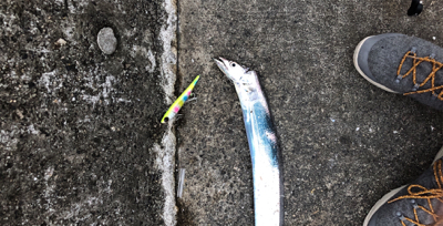 ケーソンタチウオ