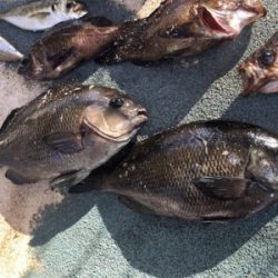 メバルやグレが良く釣れる