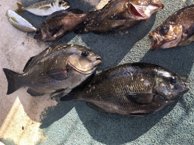 メバルやグレが良く釣れる