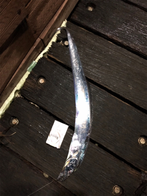 今日はアタリが少なかったです