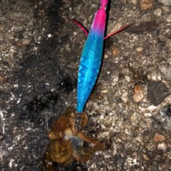 アオリボーズ代わりに？？？