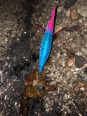 アオリボーズ代わりに？？？