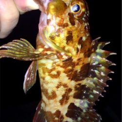 メバリンガー1800〜1920