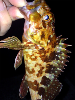 メバリンガー1800〜1920