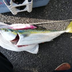 久しぶりのメジロ様