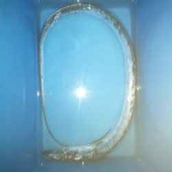 タチウオウキ釣り