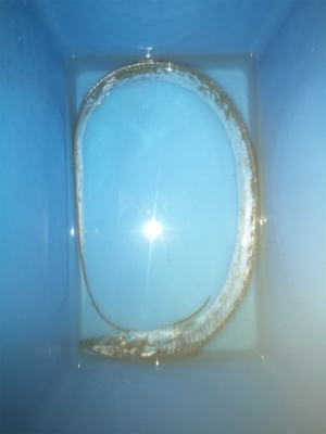 タチウオウキ釣り