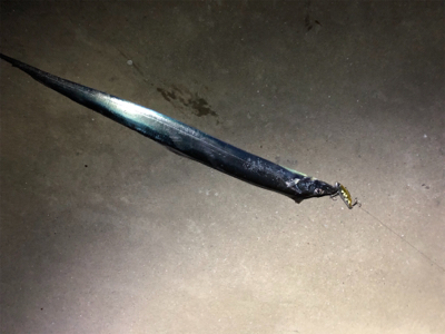 サイト太刀魚！