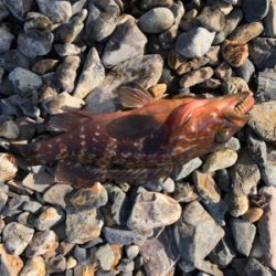 親父たちの釣行 舞鶴編