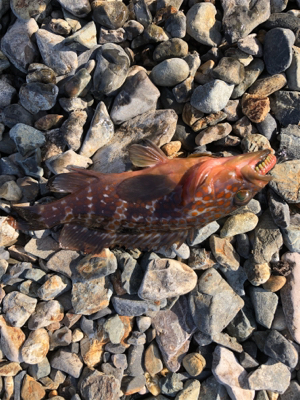 親父たちの釣行 舞鶴編