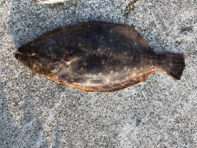 久しぶりの遠投サビキ