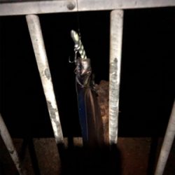 タチウオしか来んなぁ。