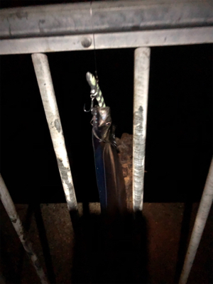 タチウオしか来んなぁ。