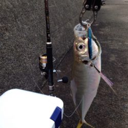 アジ33cm,サゴシ45cm