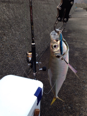 アジ33cm,サゴシ45cm