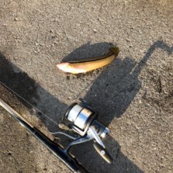 秋の波止フカセ魚種多彩だが？