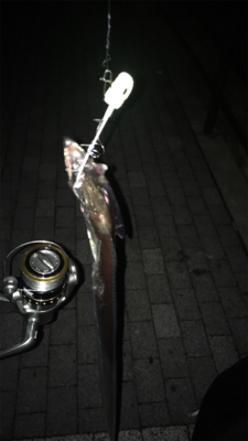 天保山・シーサイドコスモ タチウオ