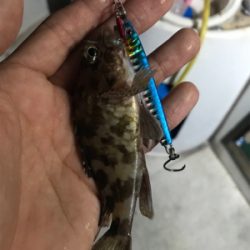 ボートてカサゴ