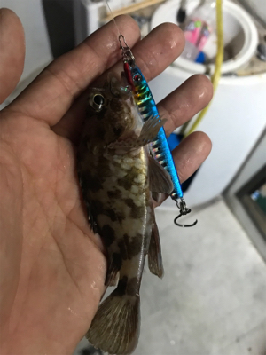 ボートてカサゴ