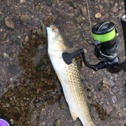 釣れたのはデカぼら