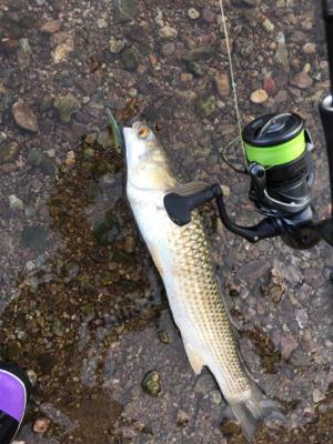 釣れたのはデカぼら