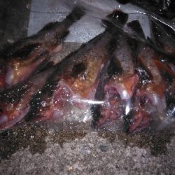 久し振りの妻鹿漁港