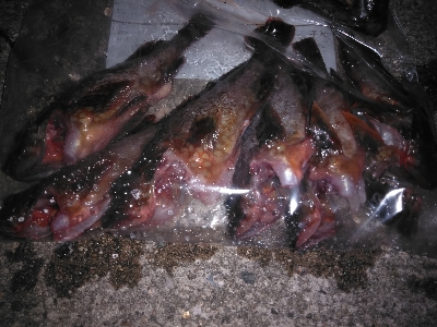 久し振りの妻鹿漁港