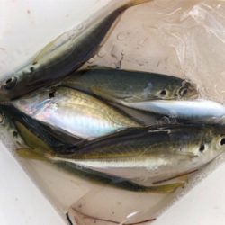 アジラッシュ！肉厚バッチリ♪