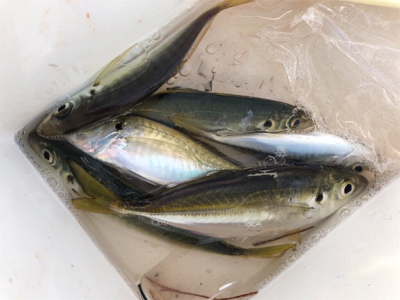 アジラッシュ！肉厚バッチリ♪