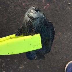 スズメダイの刺身