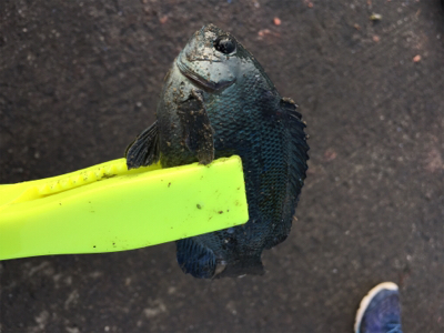 スズメダイの刺身