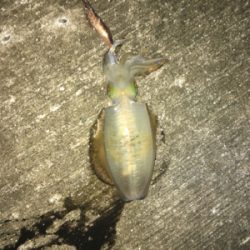 なんとか釣れた