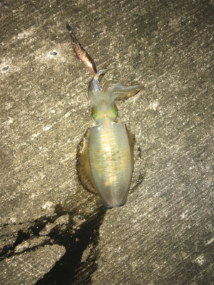 なんとか釣れた