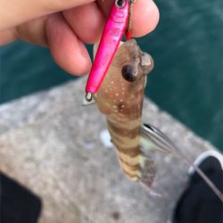 アジを求めて④