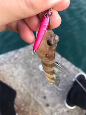 アジを求めて④