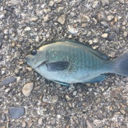 五目釣り  尻尾ないアコウ