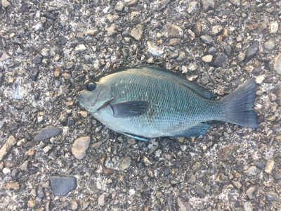 五目釣り  尻尾ないアコウ