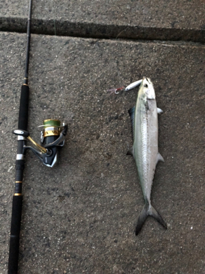 エソときどきサゴシ