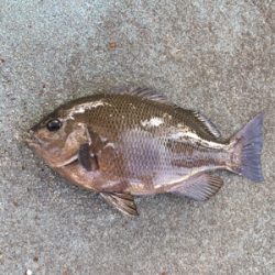 朝マヅメからグレ釣りに