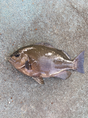 朝マヅメからグレ釣りに