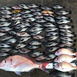 タイラバ  メバル