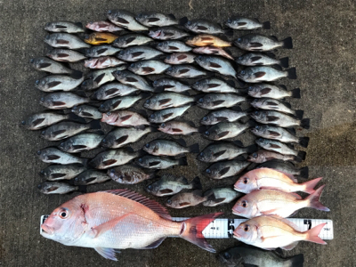 タイラバ  メバル