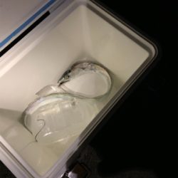 ねばりのジギング