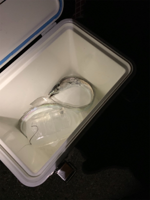 ねばりのジギング