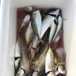 癒しのアジング