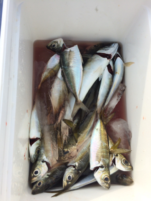 癒しのアジング